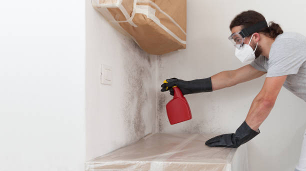 Professional Mold Cleanup technician working in Wellsville, PA
