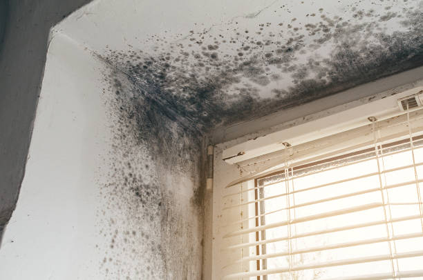 Affordable Mold Cleanup solutions in Wellsville, PA
